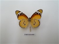 藏品(金斑蝶)的圖片